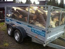 Leie tilhenger 1300 kg